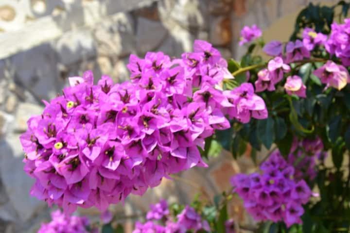 Villa Kadinela, 200M From Kamenjak, Huge Quiet Garden With Barbecue, 2 New Kitchens Premantura Exteriör bild