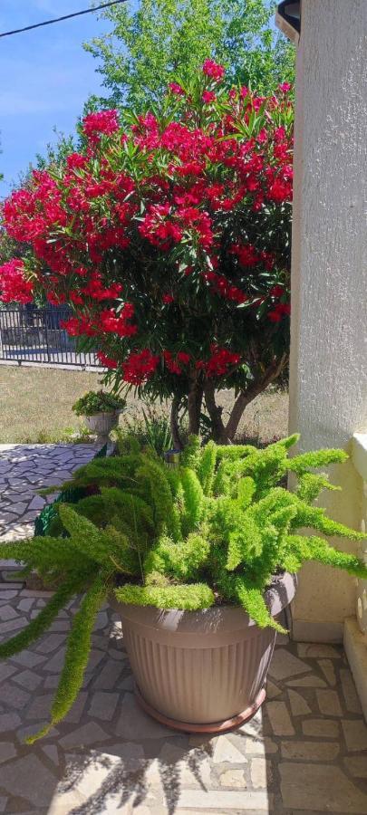 Villa Kadinela, 200M From Kamenjak, Huge Quiet Garden With Barbecue, 2 New Kitchens Premantura Exteriör bild